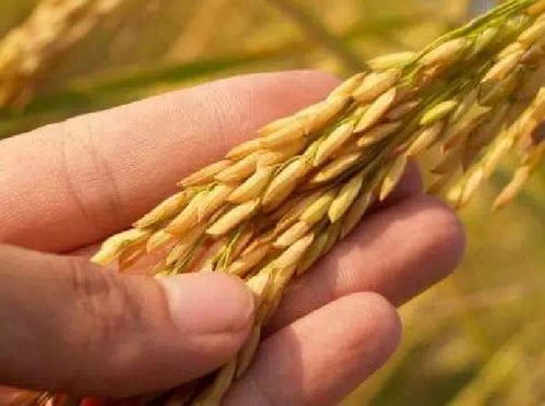 打造世界安全餐桌食品 益海嘉里孜孜以求